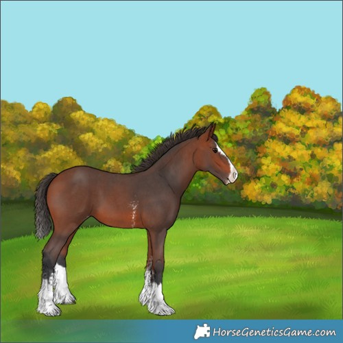 Horse Color:Bay Sabino Splash Appaloosa 