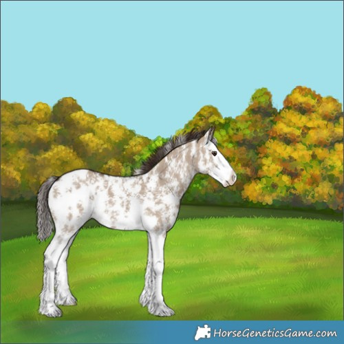 Horse Color:Liver Red Dun Sabino Splash Appaloosa 