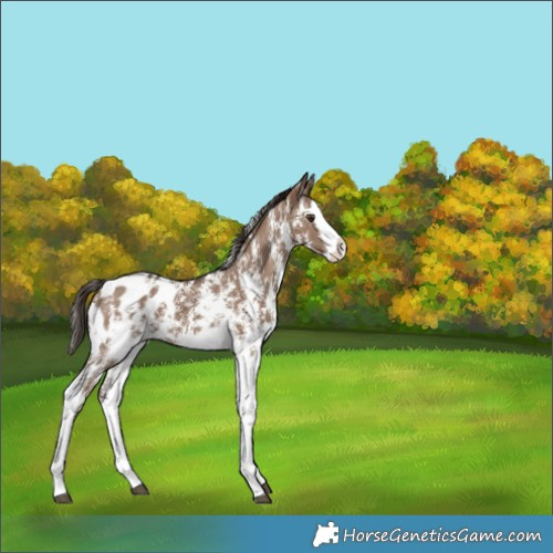Horse Color:Liver Red Dun Sabino Splash Appaloosa 