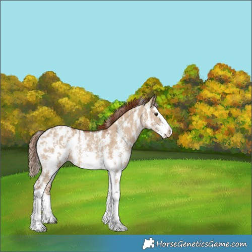 Horse Color:Red Dun Sabino Splash Appaloosa 