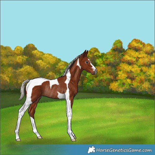 Horse Color:Gray Silver Bay Tobiano Rabicano 