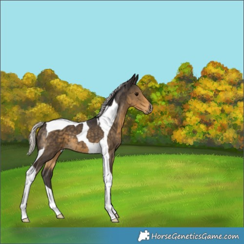 Horse Color:Silver Smoky Black Tobiano 