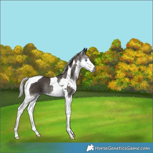 Horse Color:Gray Silver Black Splash Tobiano Rabicano 