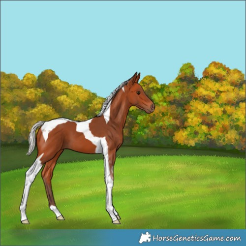 Horse Color:Silver Bay Tobiano 