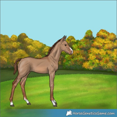 Horse Color:Red Dun 