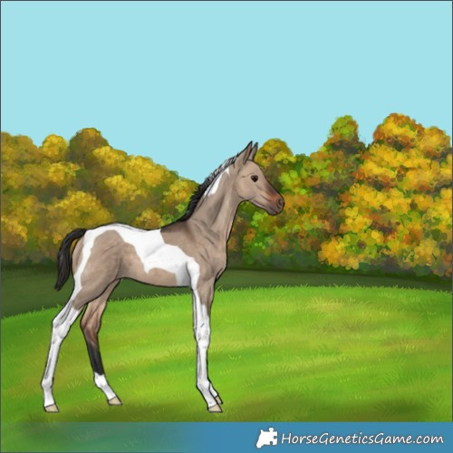 Horse Color:Bay Dun Tobiano 