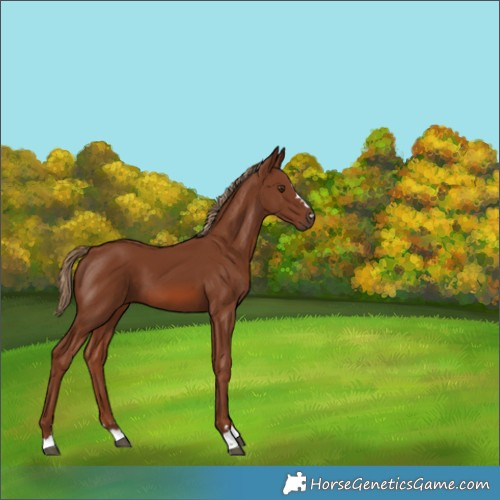Horse Color:Chestnut 