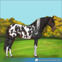 Horse Color:Brown Tobiano Blanket 