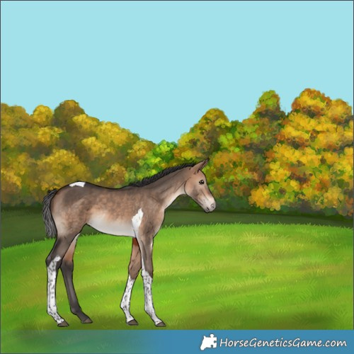 Horse Color:Brown Dun Tobiano Rabicano