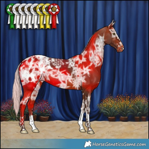 Horse Color:Silver Brown Ice Appaloosa 
