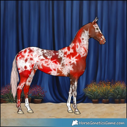 Horse Color:Silver Brown Ice Appaloosa 