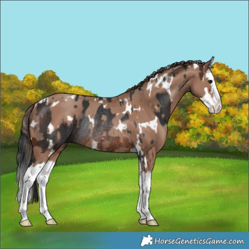 Horse Color:Brown Splash Rabicano  and White Spotted Classic Champagne Splash Rabicano 