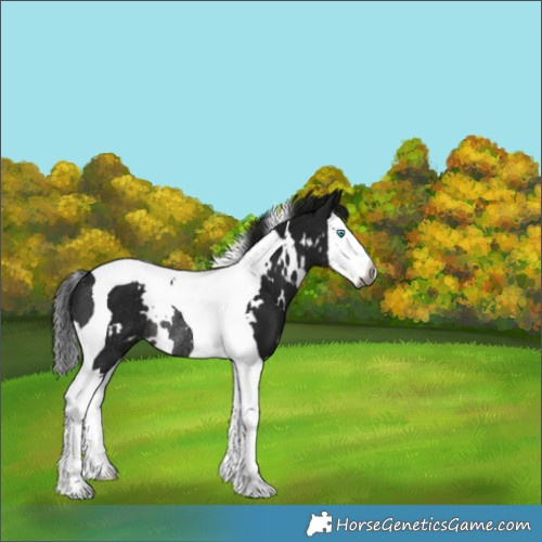 Horse Color:Gray White Spotted Brown Splash Tobiano Rabicano 