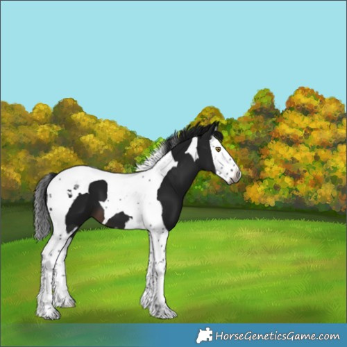 Horse Color:Gray Brown Splash Tobiano 