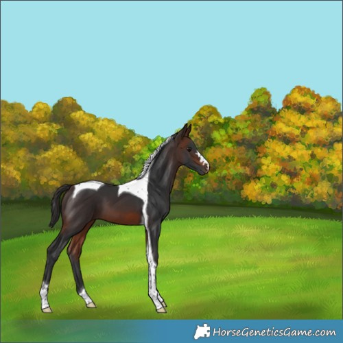 Horse Color:Brown Tobiano