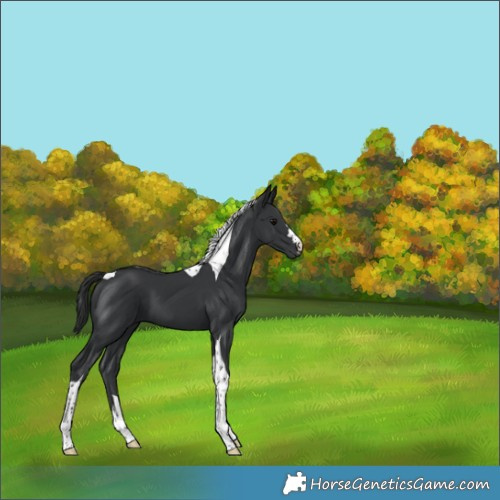 Horse Color:Black Tobiano 