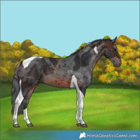 Horse Color:Brown Merle Tobiano
