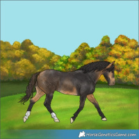 Horse Color:Buckskin 