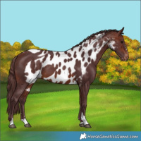 Horse Color:Chocolate Brown Tobiano Skewed LP Spotted 