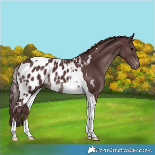 Horse Color:Chocolate Black Tobiano Skewed Appaloosa 