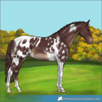 Horse Color:Chocolate Brown Tobiano Skewed LP Spotted
