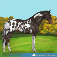 Horse Color:Liver Chestnut Tobiano Skewed Appaloosa