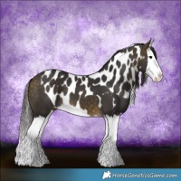 Horse Color:Buckskin Splash Skewed LP Spotted