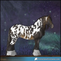 Horse Color:Buckskin Skewed LP Spotted