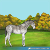 Horse Color:Gray White Spotted Smoky Black  and Gray White Spotted Classic Cream Champagne 