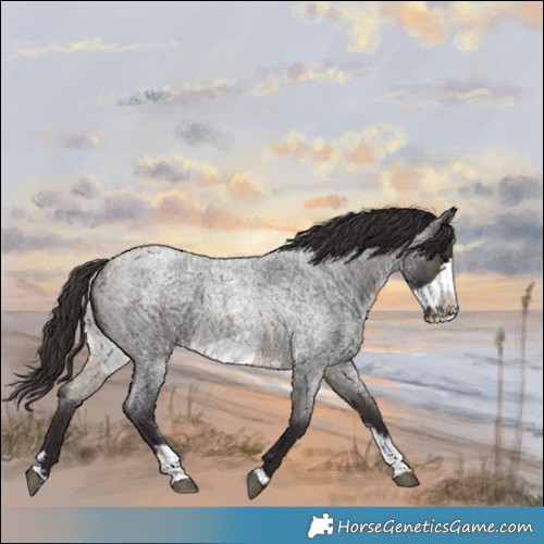 Horse Color:Buckskin Roan Sabino Frame