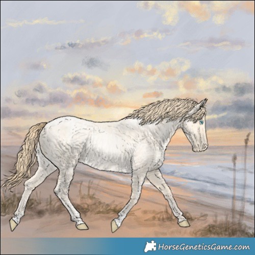 Horse Color:Buckskin Roan Pearl and Buckskin Roan Pearl Dun