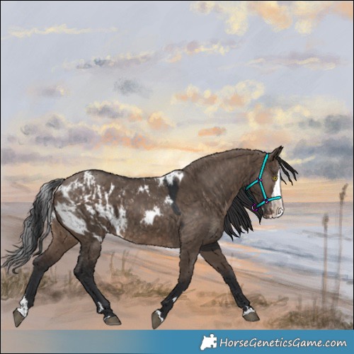 Horse Color:Brown Dun Splash Skewed Appaloosa Rabicano 