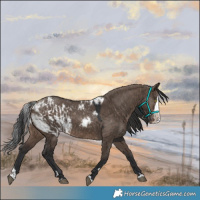 Horse Color:Brown Dun Splash Skewed LP Spotted Rabicano
