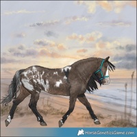 Horse Color:Brown Dun Splash Skewed Appaloosa Rabicano 