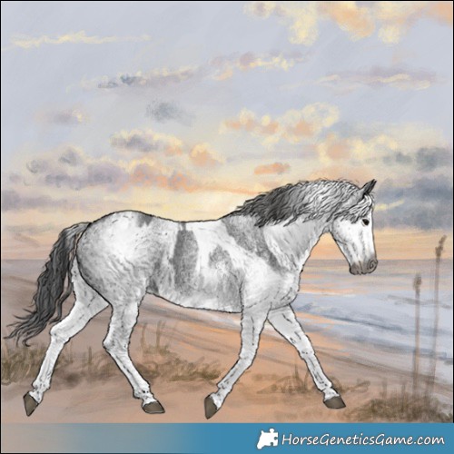 Horse Color:Gray White Spotted Black  and Gray White Spotted Black 