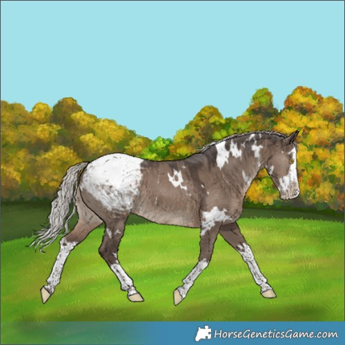 Horse Color:White Spotted Silver Grullo Splash Appaloosa 