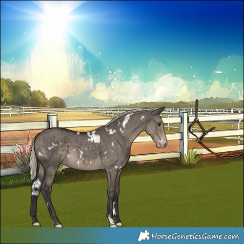 Horse Color:White Spotted Silver Smoky Grullo Appaloosa Brindle 