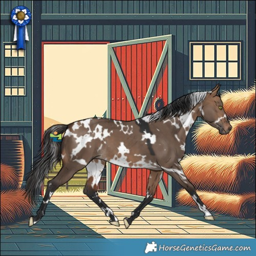 Horse Color:White Spotted Bay Dun 