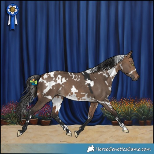 Horse Color:White Spotted Bay Dun