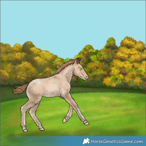 Horse Color:Buckskin Pearl