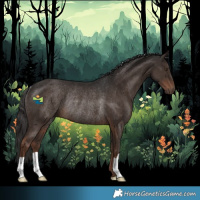 Horse Color:Liver Chestnut Rabicano 