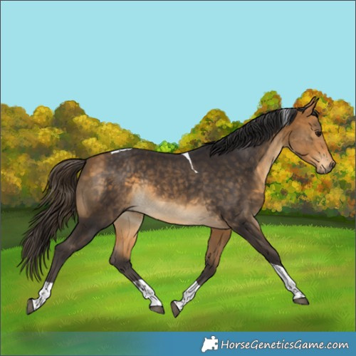 Horse Color:Buckskin Tobiano Rabicano 