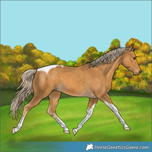Horse Color:Palomino Tobiano 