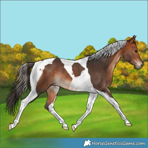 Horse Color:Bay Tobiano Rabicano