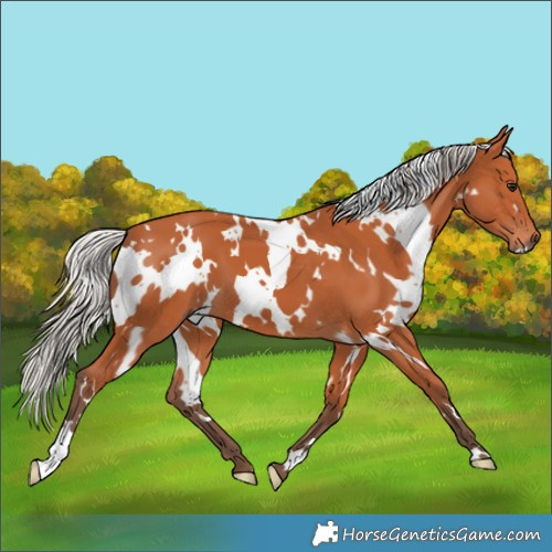 Horse Color:White Spotted Silver Bay