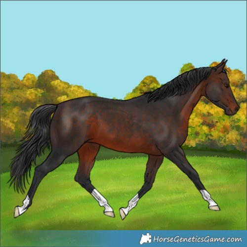 Horse Color:Brown 