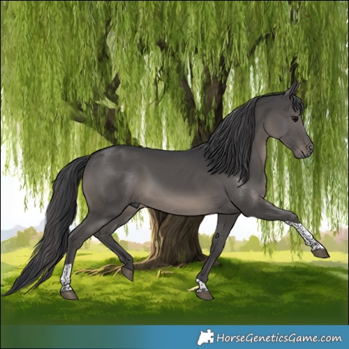 Horse Color:Black Tobiano 