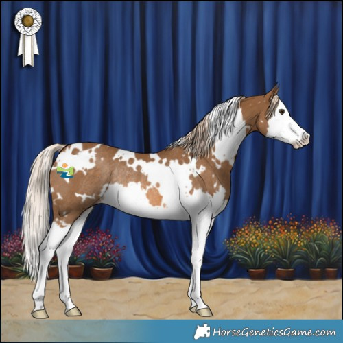 Horse Color:White Spotted Chocolate Palomino Splash Rabicano 