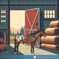 Horse Color:Bay Appaloosa