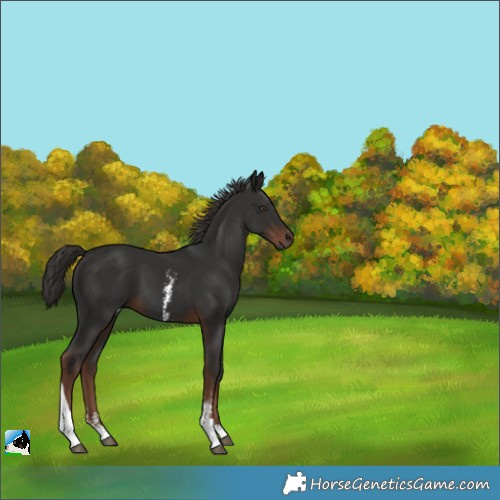 Horse Color:Liver Chestnut Sabino Tobiano